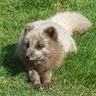 Arctic Fox Centre