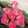 Baraka Roses
