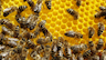 Bienen