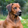 Rhodesian Ridgeback breed Kennel Akani's communities