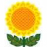Sunflower Textile & Departmental Store