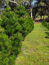 Toodyay Christmas Trees